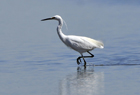 Little Egret1.jpg
